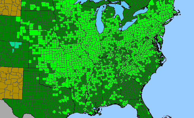 The range of Fallopia scandens